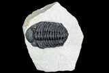 Bargain, Pedinopariops Trilobite - Mrakib, Morocco #110680-1